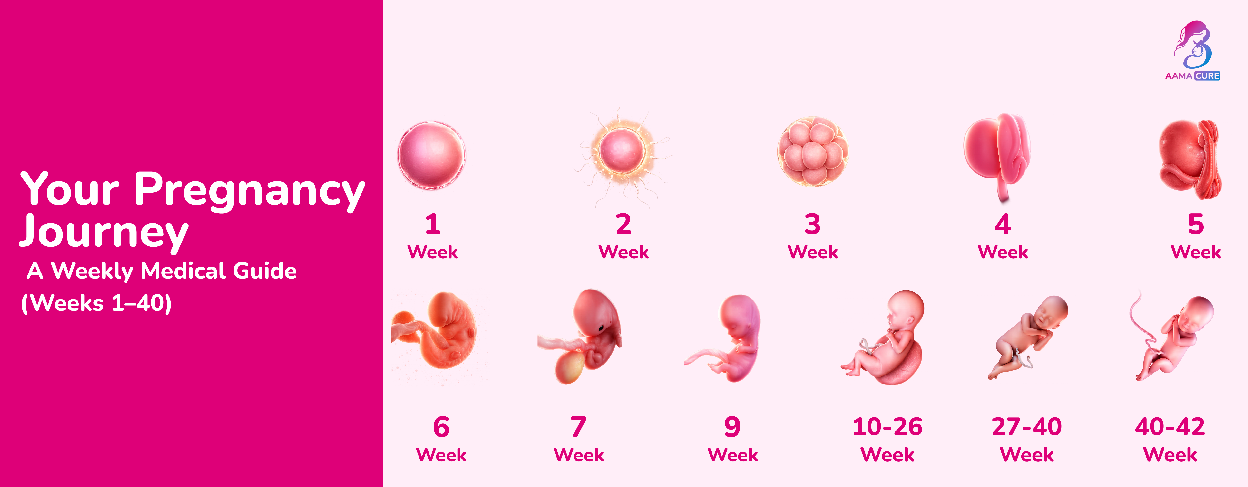 Second Week of pregnancy