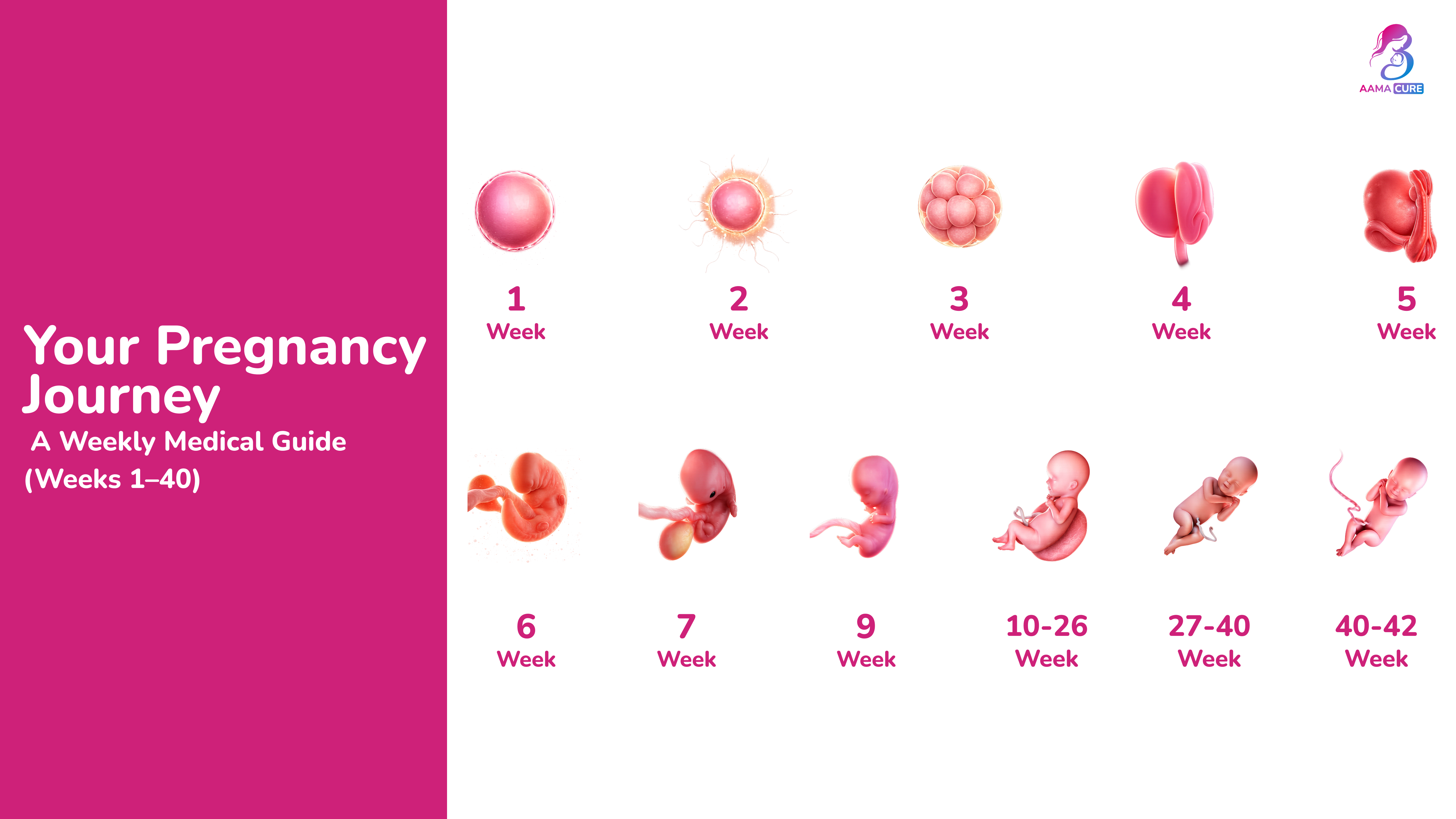 Twenty Ninth Week of Pregnancy